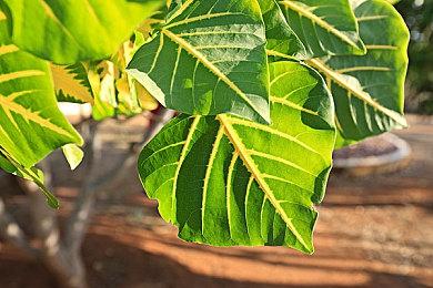 PS平台「机动战士高达 激战任务2 」「6周年前月祭」活动开始！